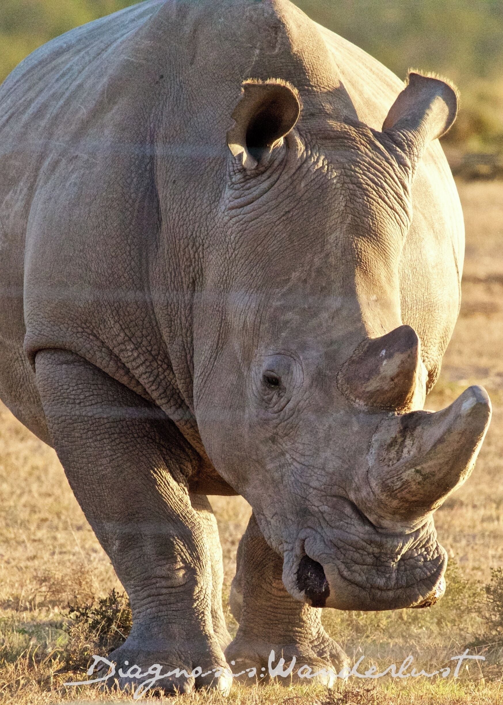 Ein Nashorn in einer trockenen Savanne.
