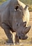 A rhinoceros in a dry grassland.