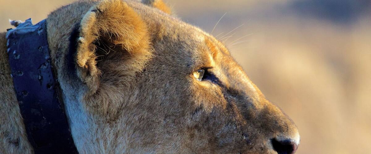 The Huntress
The intense stare, concentration, and stealth approach of the huntress towards her prey is a vision to behold. In a pride of lions, the lioness is typically responsible for the hunting. Hunts are most often conducted in the evening, but hunger trumps any rules of the jungle. Early this morning, we spotted this female sauntering with purpose. A lone waterbuck was grazing at a nearby watering hole. The cat was honed in on this potential meal and silently moved into position without a sound. The water buck was oblivious to the hunter creeping ever so closely. We sat in our safari vehicle and observed the huntress close the gap of her prey to less than 30 yards. She crouched in the grass and we waited.
Read what happened next at the link in the bio!
#huntress #lioness #Lion #Hunt #Kenya #WhyILoveKenya #OlPejetaConservancy #Laikipia #Safari #SafariwithKids #KidsonSafari #FamilyTravel #FamilyTravelBlogger #Travel #TravelBlogger #TravelwithKids #TravelwithLittles #Wild #Wildlife #Canon60D #TroveOn