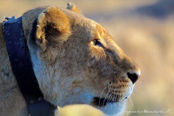 The Huntress
The intense stare, concentration, and stealth approach of the huntress towards her prey is a vision to behold. In a pride of lions, the lioness is typically responsible for the hunting. Hunts are most often conducted in the evening, but hunger trumps any rules of the jungle. Early this morning, we spotted this female sauntering with purpose. A lone waterbuck was grazing at a nearby watering hole. The cat was honed in on this potential meal and silently moved into position without a sound. The water buck was oblivious to the hunter creeping ever so closely. We sat in our safari vehicle and observed the huntress close the gap of her prey to less than 30 yards. She crouched in the grass and we waited.
Read what happened next at the link in the bio!
#huntress #lioness #Lion #Hunt #Kenya #WhyILoveKenya #OlPejetaConservancy #Laikipia #Safari #SafariwithKids #KidsonSafari #FamilyTravel #FamilyTravelBlogger #Travel #TravelBlogger #TravelwithKids #TravelwithLittles #Wild #Wildlife #Canon60D #TroveOn