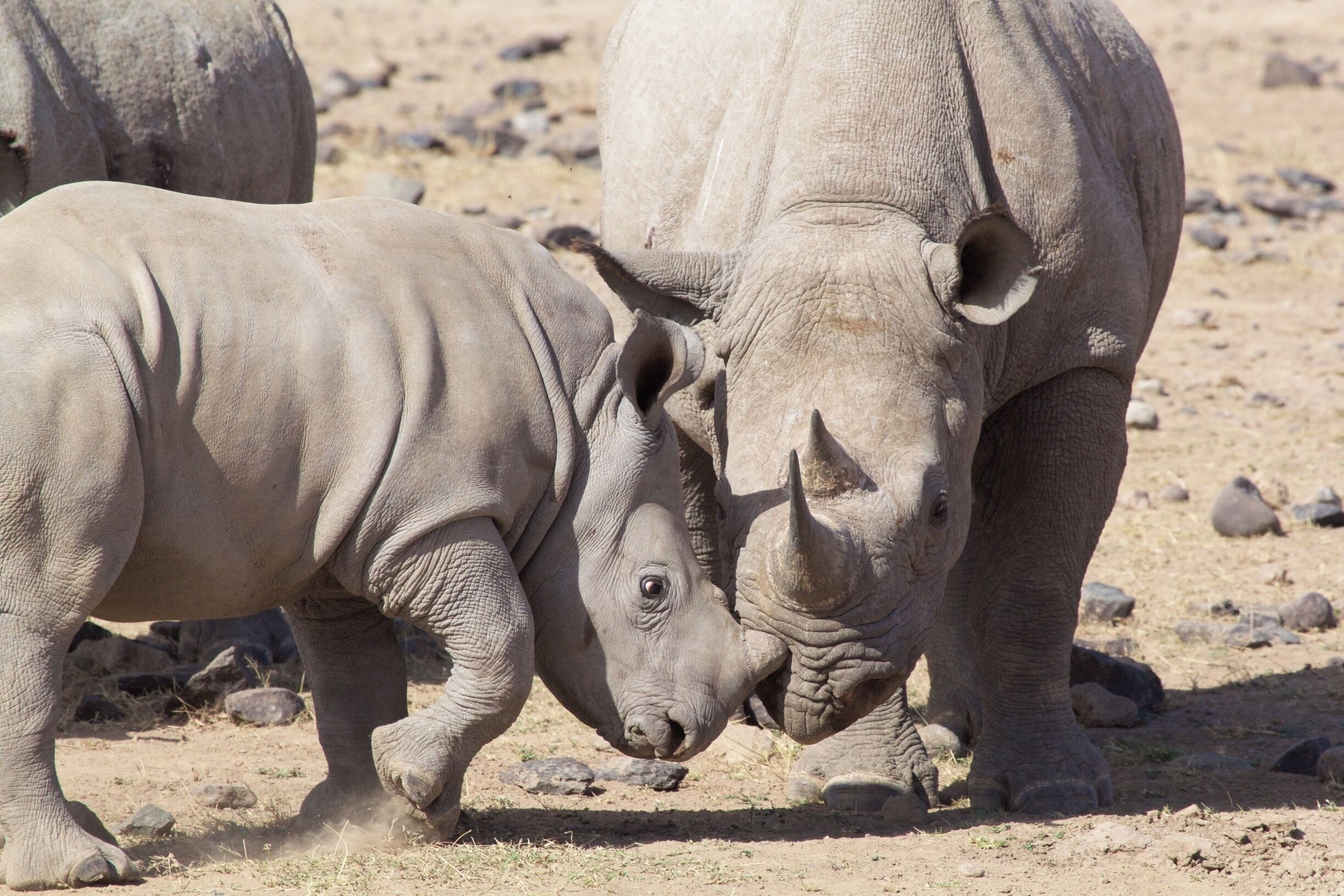 Two rhinos in a dry, rocky terrain.