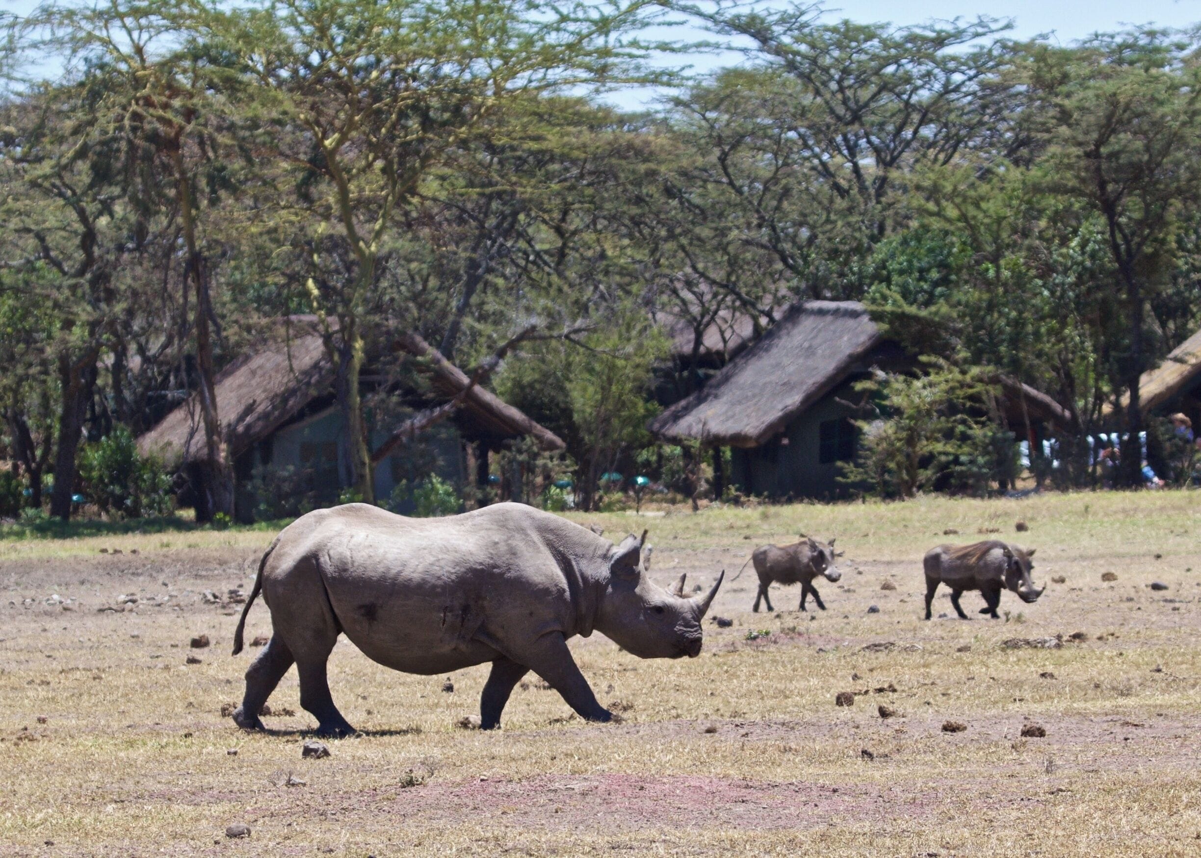 A rhinoceros in a dry grassland with huts in the background.