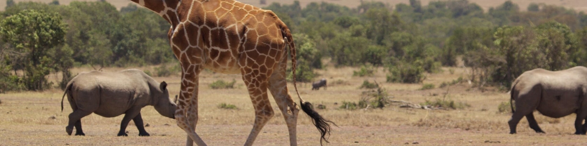 The rhinos had their fill of drink from the watering hole, and now the giraffe are moving in. I could live out the rest of my days here.
#worldrhinoday #savetherhinos #saynotorhinohorn #MagicalKenya #MakeItKenya #wildlife #nature #conservation #AfricanAmazing #InstaNature #worthmorealive #rhinoconservation #olpejeta #olpejetarhinos #stoppoaching #rhinos#whyIloveKenya