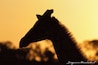Silhouet van een giraffe voor een zonsondergang.
