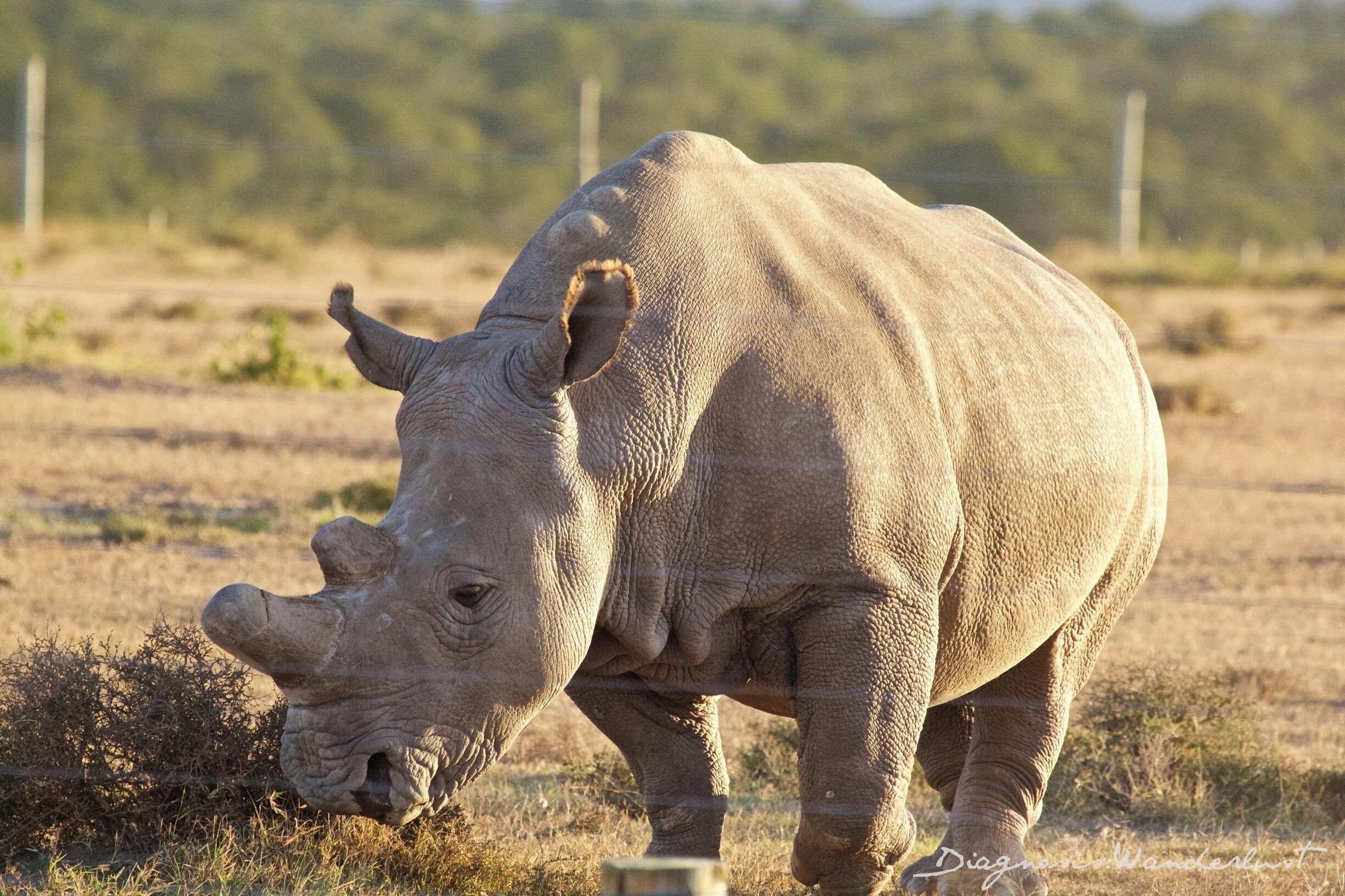 World Rhino Day!  
There are four Northern White Rhino left on planet earth, only four.  Three of them live at Ol Pejeta Conservancy in Kenya, and we consider ourselves extremely fortunate to have seen them.  The last hope for the Northern White Rhino species is IVF and a surrogate mother which is expensive and is not without risks.  Please visit the conservancy website or Make a Rhino, Save a Species GoFundMe campaign in efforts to save the Northern White Rhino from extinction.

Visit www.diagnosiswanderlust.com to learn more.

#WhyILoveKenya #MagicalKenya #ExpertAfrica #OlPejeta #SweetwatersTentedCamp #SerenaHotels #Kenya #Rhino #Laikipia #Travel #TravelBlogger #FamilyTravelBlogger #Safari #SafariwithKids #SafariwithLittles #TravelwithLittles #TravelwithKids #FunwithKids #FunwithLittles #WeRoam #GlobalKids #InstaTBN #Summer4IGers #diagnosiswanderlust #Wanderlust #wander #SavetheRhino #WorldRhinoDay