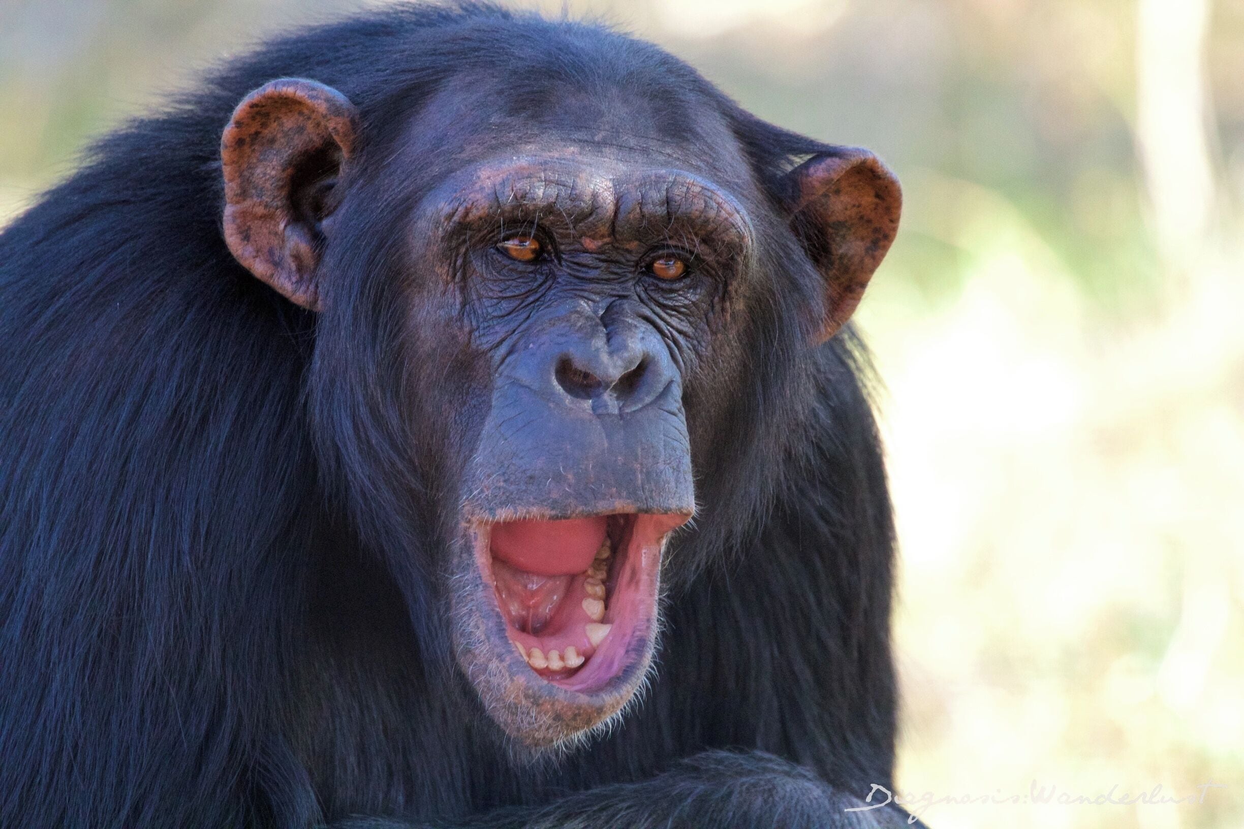 This is Mary. She is a resident at Sweetwaters Chimpanzee Sanctuary in the Ol Pejeta Conservancy in Kenya. She is absolutely beautiful and posed and gave us many different facial expressions. Visit the link below to read about one of her fellow residents who made a Great Escape the day we visited in late August, 2015 - and our great escape as well.  

http://www.diagnosiswanderlust.com/the-great-chimpanzee-escape/  

#WhyILoveKenya #MagicalKenya #ExpertAfrica #OlPejeta #SweetwatersTentedCamp #SerenaHotels #SweetwatersChimpanzeeSanctuary #Kenya #Chimpanzee #Laikipia #Travel #TravelBlogger #FamilyTravelBlogger #Safari #SafariwithKids #SafariwithLittles #TravelwithLittles #TravelwithKids #FunwithKids #FunwithLittles #WeRoam #GlobalKids #InstaTBN #Summer4IGers #diagnosiswanderlust #Wanderlust #wander
