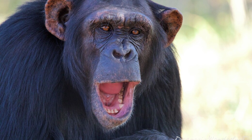 This is Mary. She is a resident at Sweetwaters Chimpanzee Sanctuary in the Ol Pejeta Conservancy in Kenya. She is absolutely beautiful and posed and gave us many different facial expressions. Visit the link below to read about one of her fellow residents who made a Great Escape the day we visited in late August, 2015 - and our great escape as well.
http://www.diagnosiswanderlust.com/the-great-chimpanzee-escape/
#WhyILoveKenya #MagicalKenya #ExpertAfrica #OlPejeta #SweetwatersTentedCamp #SerenaHotels #SweetwatersChimpanzeeSanctuary #Kenya #Chimpanzee #Laikipia #Travel #TravelBlogger #FamilyTravelBlogger #Safari #SafariwithKids #SafariwithLittles #TravelwithLittles #TravelwithKids #FunwithKids #FunwithLittles #WeRoam #GlobalKids #InstaTBN #Summer4IGers #diagnosiswanderlust #Wanderlust #wander
