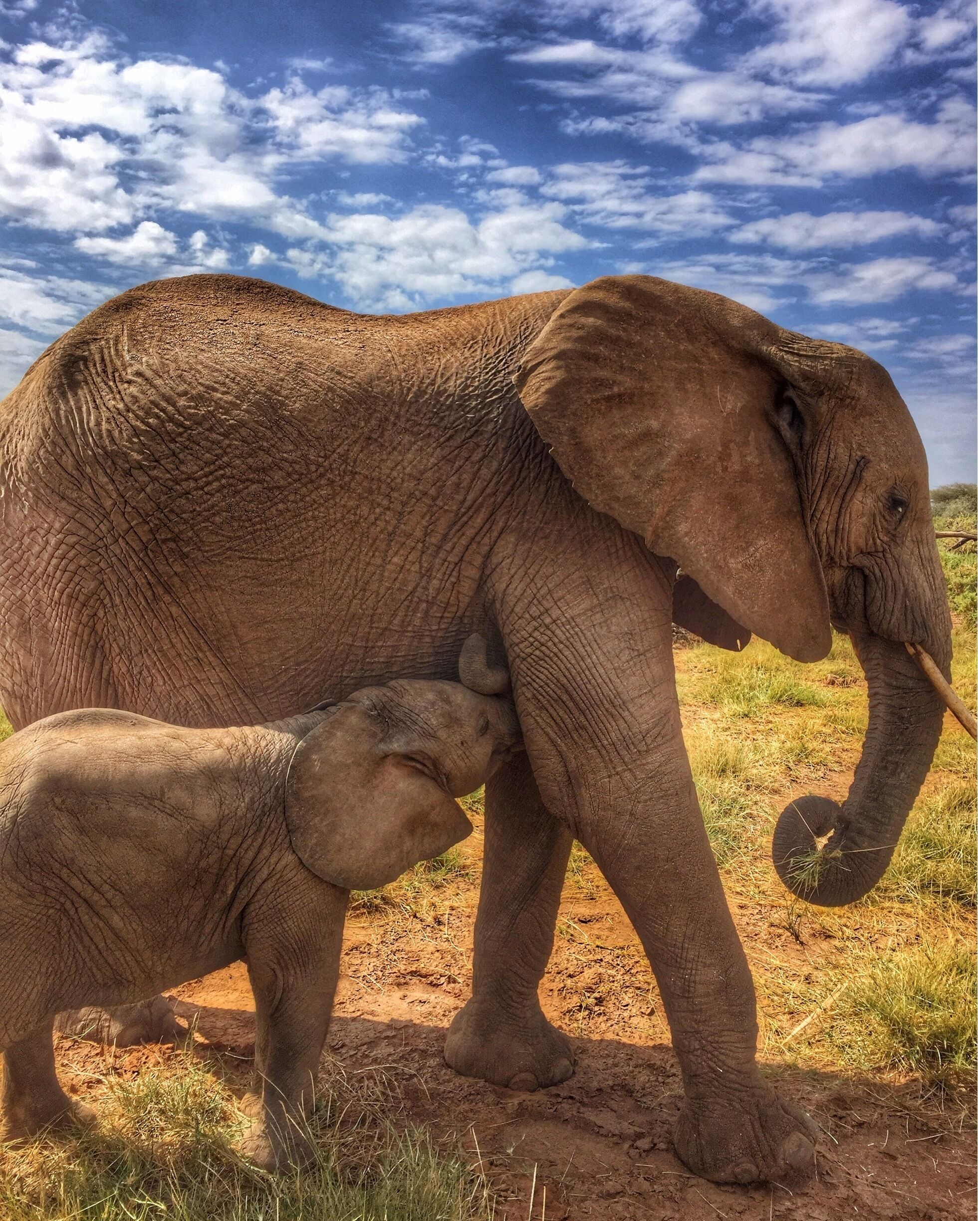 On a game drive in Samburu, Kenya and we saw this mom and baby elephant! Plus so many more but the babies were my favorite! 