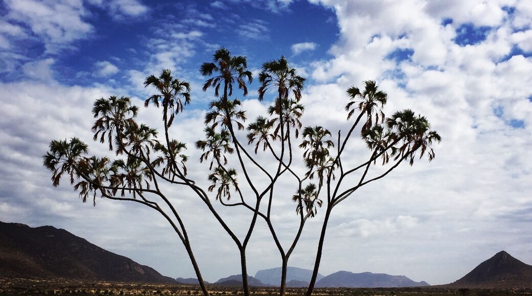 A beautiful sunny day exploring Samburu, Kenya on a game drive. In the far distance is Mount Ololokwe the sacred mountain of the Samburu tribe. #Safari #EndlessSummer