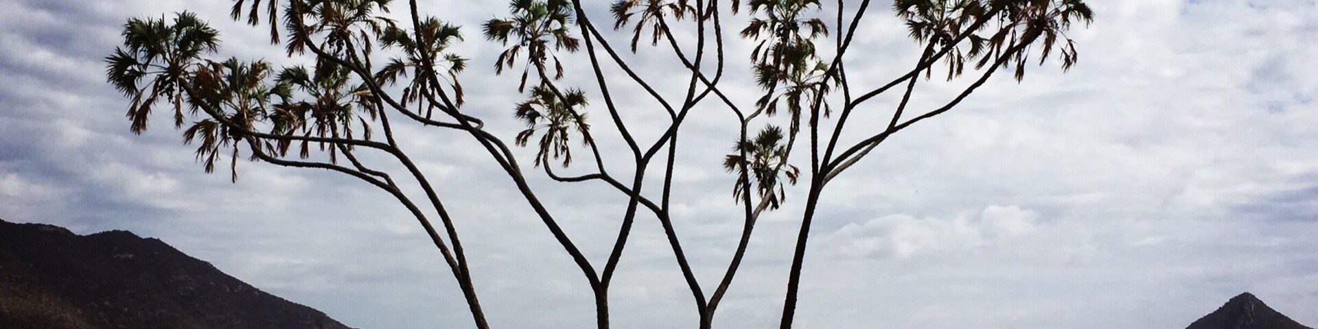 A beautiful sunny day exploring Samburu, Kenya on a game drive. In the far distance is Mount Ololokwe the sacred mountain of the Samburu tribe. #Safari #EndlessSummer