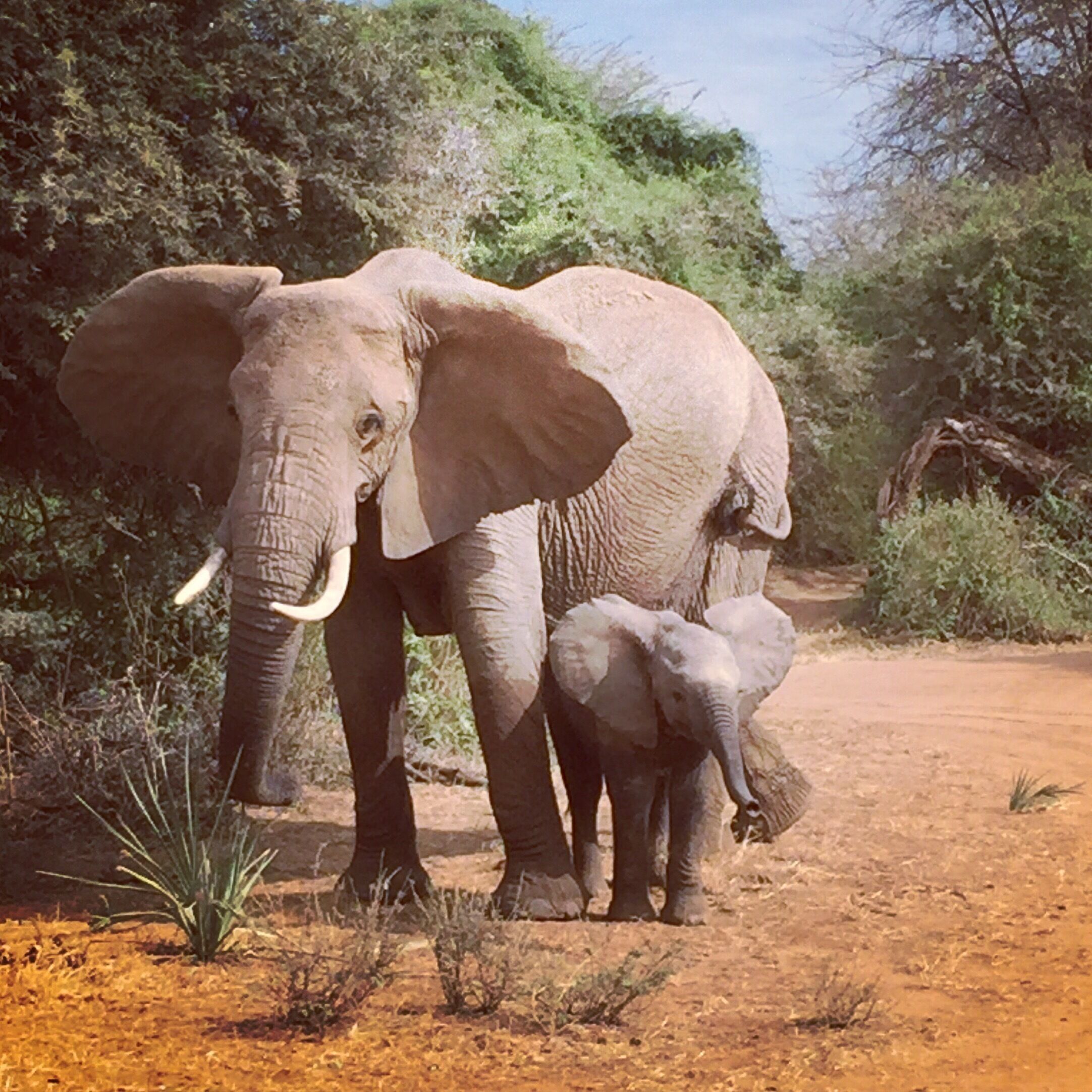 Mama and baby elephant on a game drive! Samburu, Kenya.
