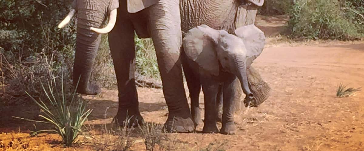 An adult elephant and a calf standing on a dirt path surrounded by greenery.