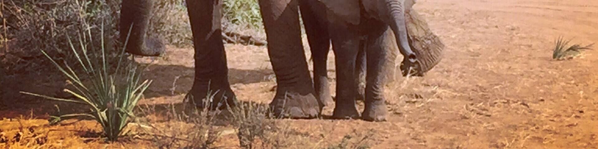 An adult elephant and a calf standing on a dirt path surrounded by greenery.