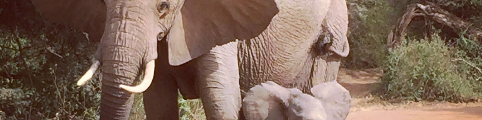 Un elefante adulto y su cría de pie sobre un sendero de tierra rodeados de vegetación.