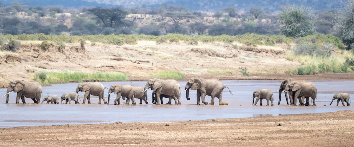 A herd of elephants crossing a river in a dry savannah landscape.