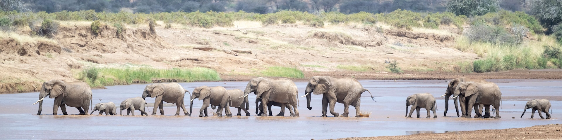 A herd of elephants crossing a river in a dry savannah landscape.