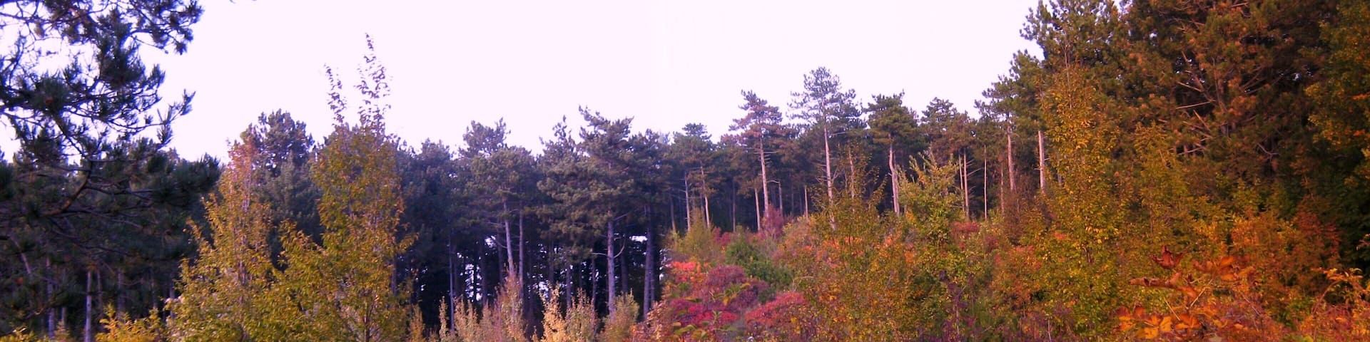 Da S.Lorenzo,natura colorata