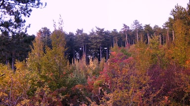 Da S.Lorenzo,natura colorata