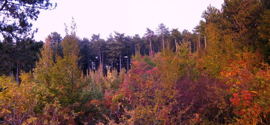 Da S.Lorenzo,natura colorata