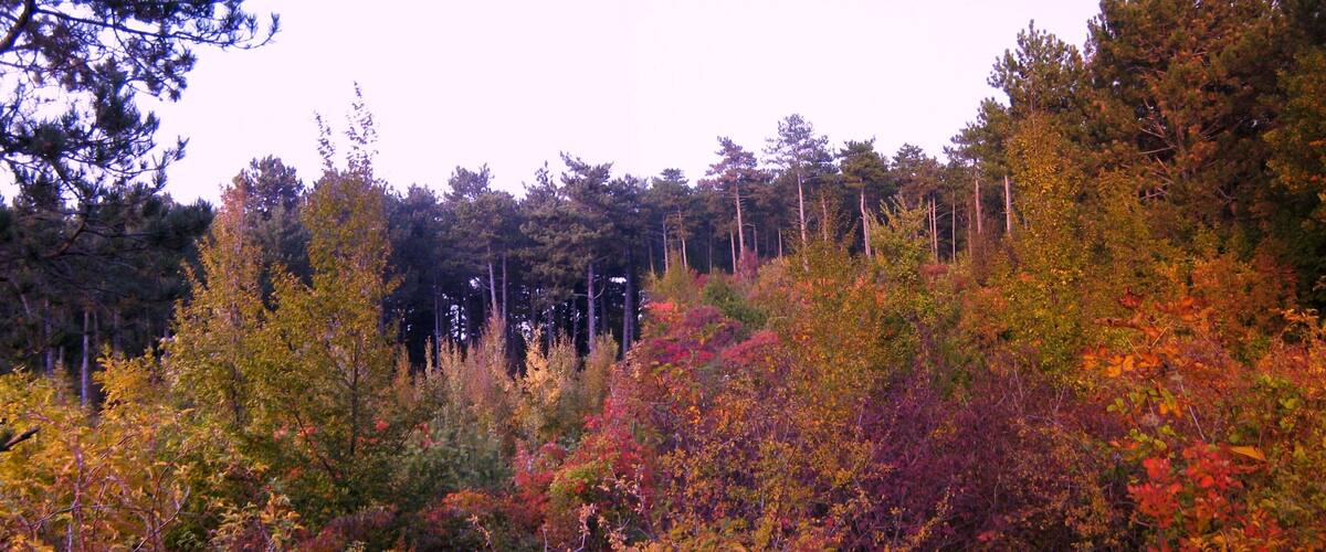 A forest with autumn foliage, tall trees, and a dense underbrush.
