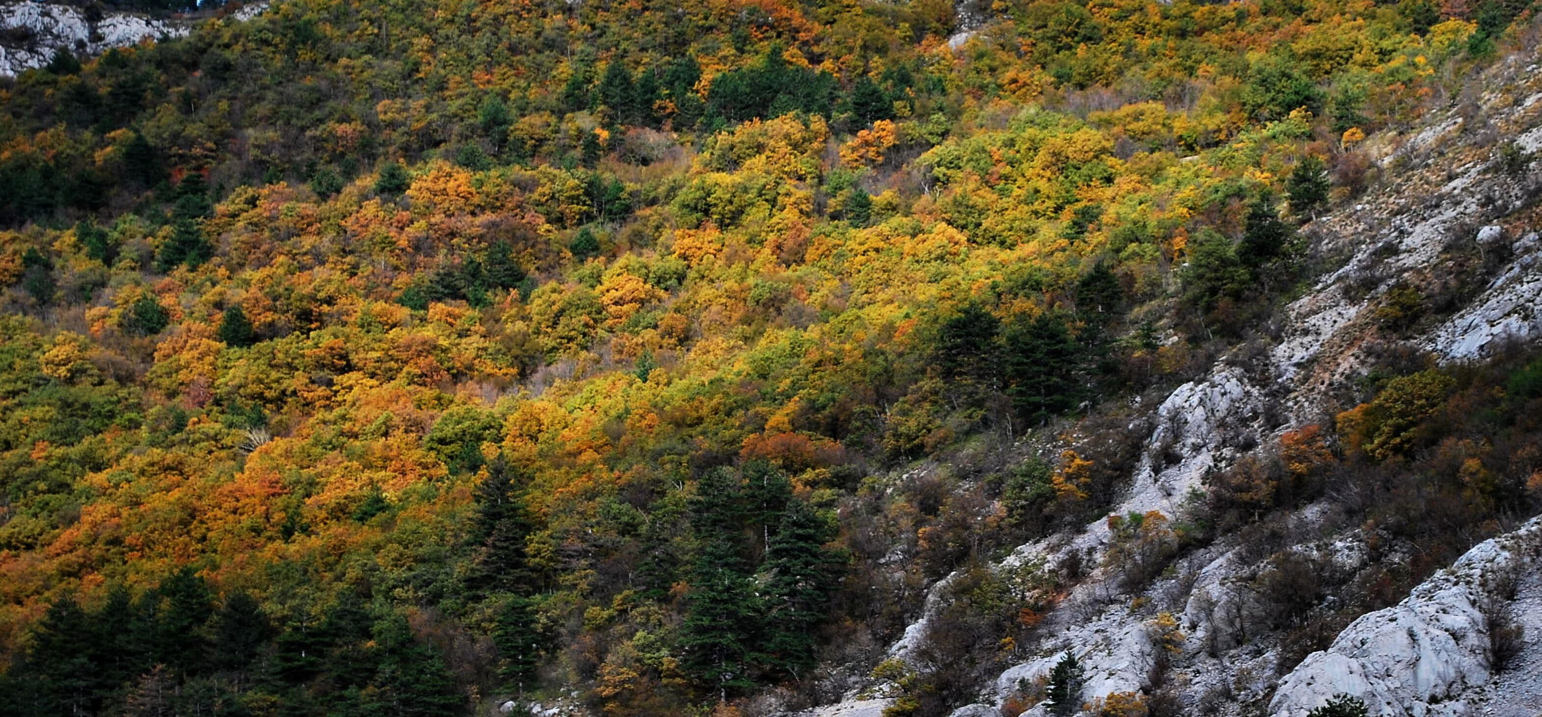 Paisaje montañoso con follaje otoñal, terreno rocoso y bosque denso.