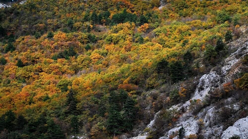 A mountainous landscape with autumn foliage, rocky terrain, and dense forest.