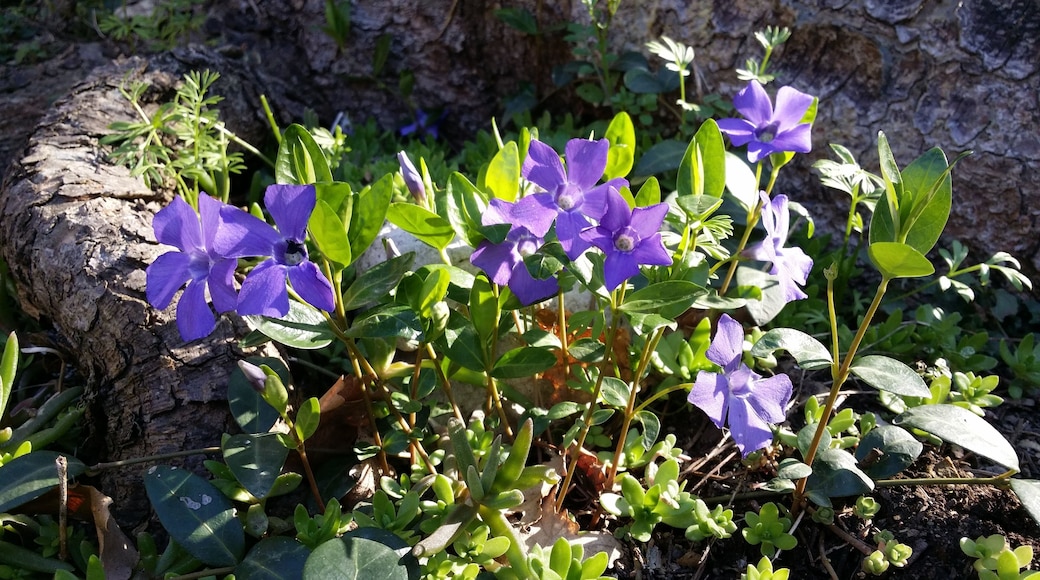 Fiori primaverili gavemo, sol gavemo, manca solo la temperatura decente e xe primavera at Casa Bak0l0