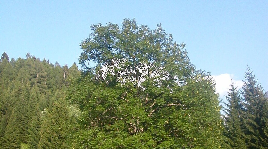 33020 Ravascletto, Province of Udine, Italy