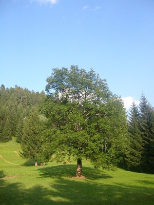 33020 Ravascletto, Province of Udine, Italy