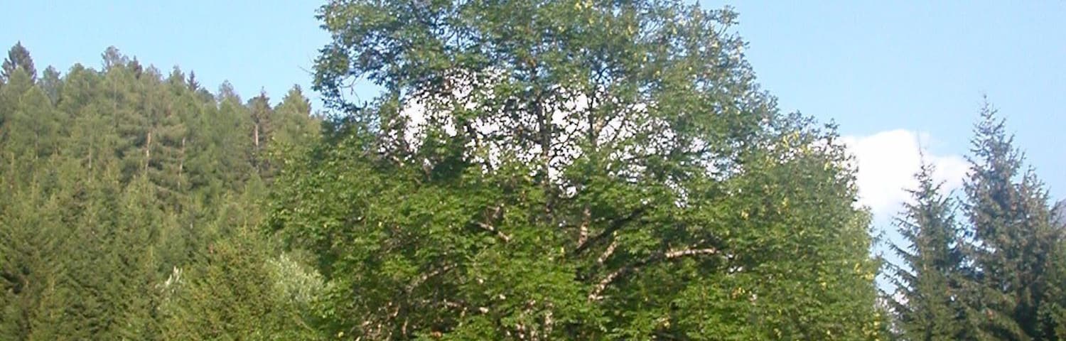 33020 Ravascletto, Province of Udine, Italy