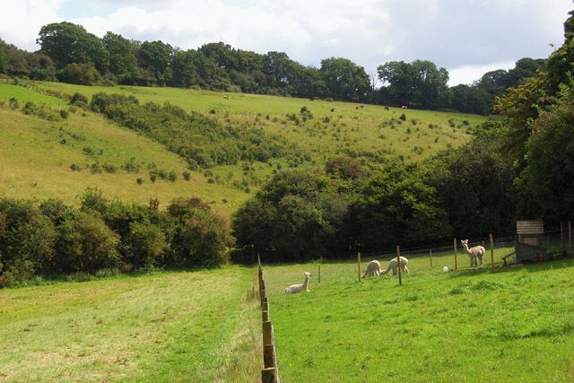 Pasture at Speen Alpacas graze beside a footpath in Flowers Bottom. The facing bank is access land.