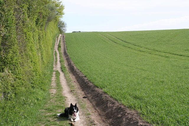 Lodge Hill Footpath The footpath running up the southern end of the Lodge Hill wood.