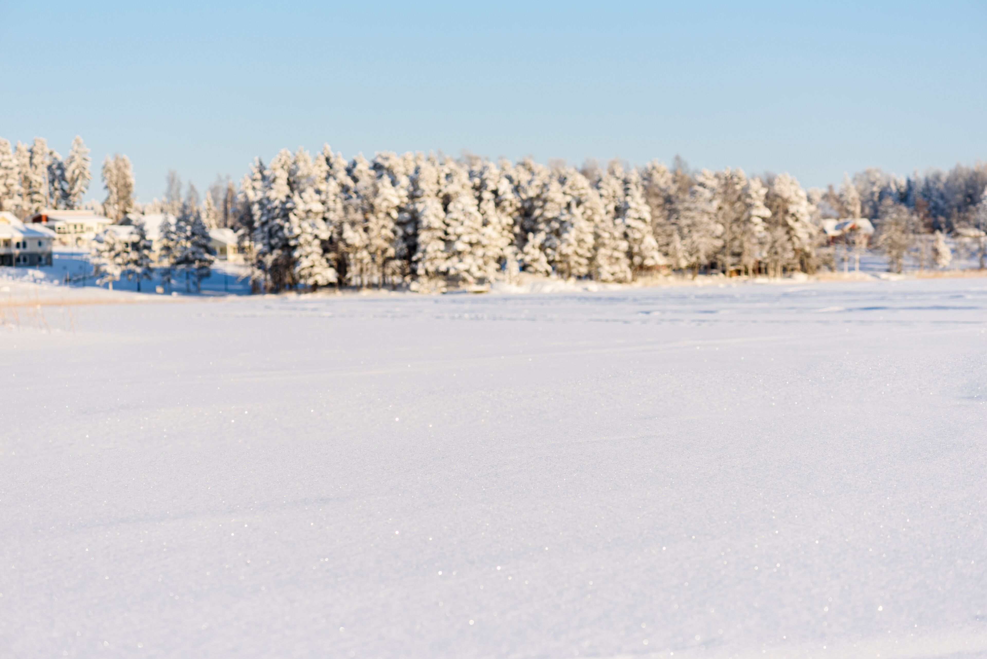 Winter backdrop with snow field foreground and  snow-capped forest at background