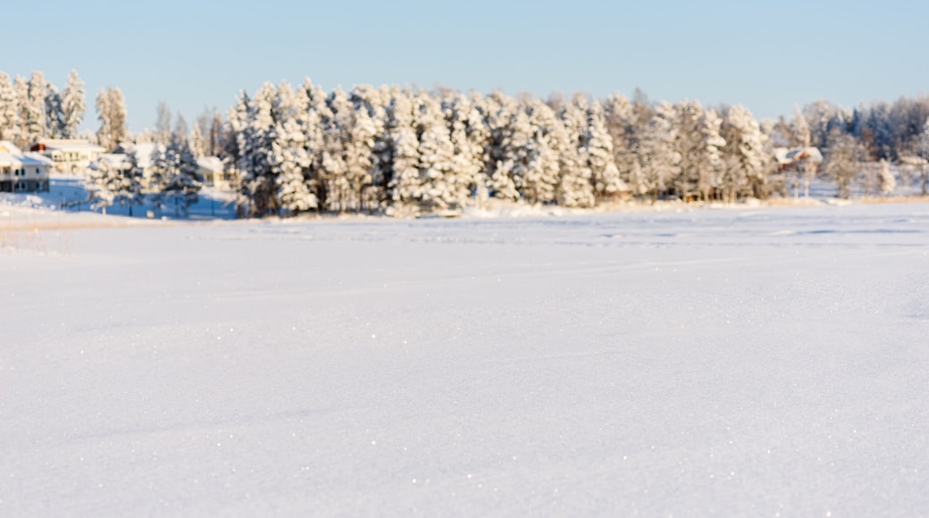 Winter backdrop with snow field foreground and snow-capped forest at background