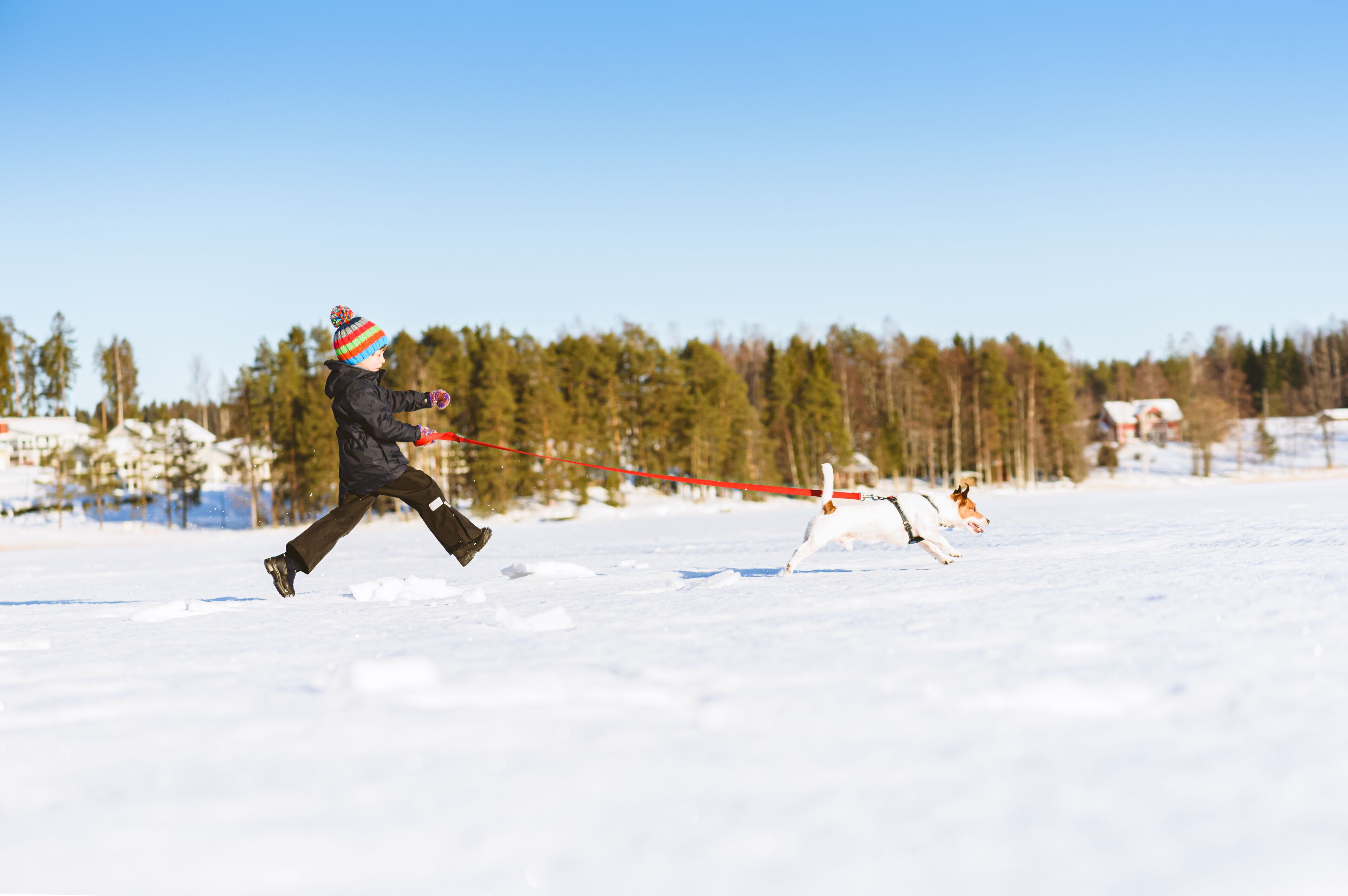 Winter in Finland concept with boy running after dog on ice of frozen lake with village in background