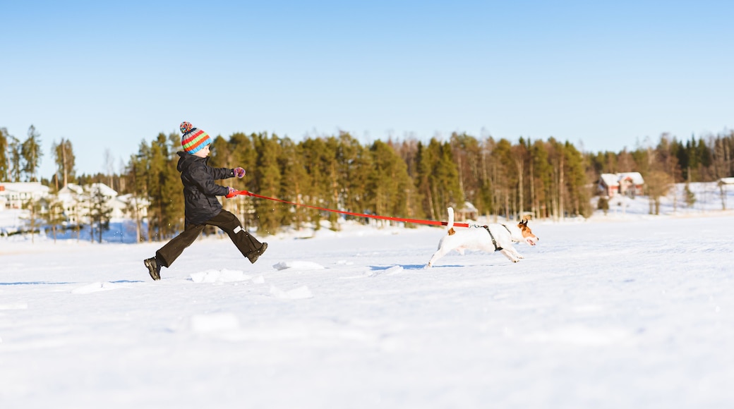 Winter in Finland concept with boy running after dog on ice of frozen lake with village in background