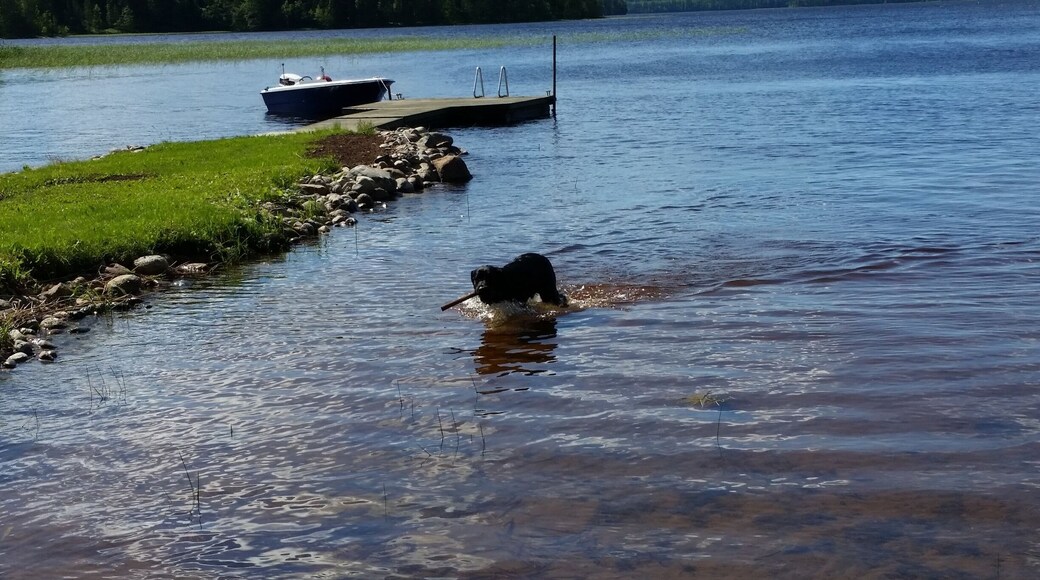 The neighbor's dog playing fetch in the beautiful lake in Viitasaari.