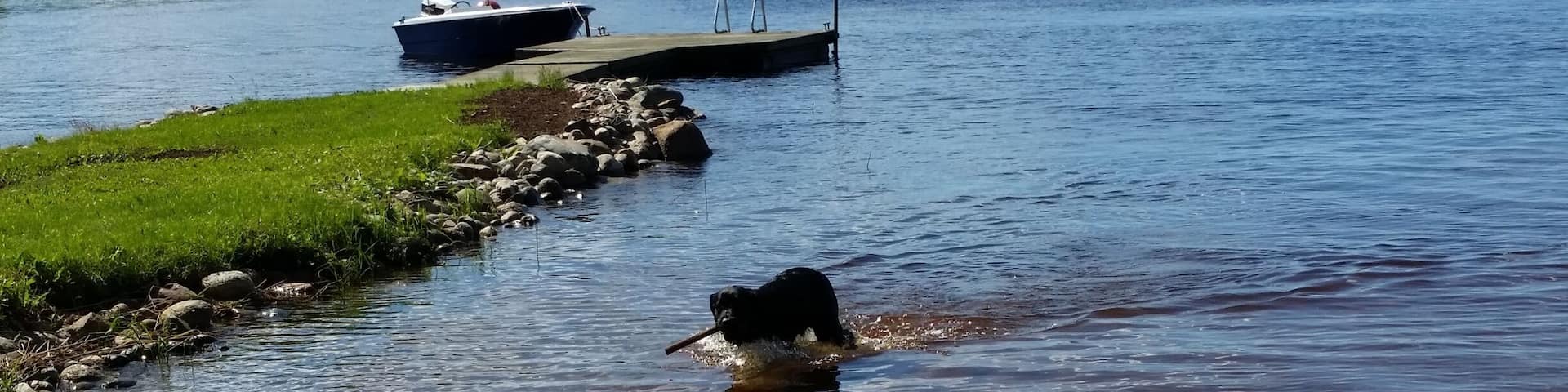 The neighbor's dog playing fetch in the beautiful lake in Viitasaari.