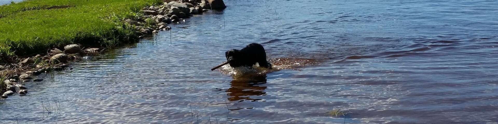 The neighbor's dog playing fetch in the beautiful lake in Viitasaari.