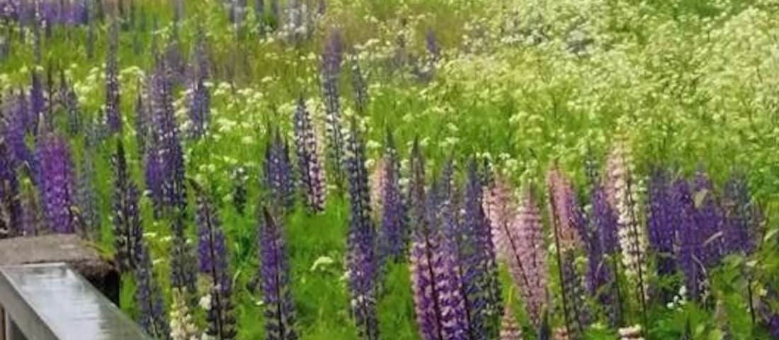 Even on a rainy day, a beautiful site along the road in Viitasaari, Finland.