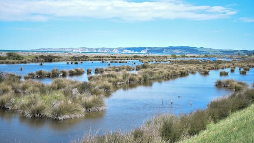 The cycle tracks along the sea-shore of Hawke's Bay are a great way to spend an afternoon or morning. We biked from Napiers' Marine Parade to the Haumoana market day, which took a couple of hours. The views are lovely, and there are ice-creams available at the end!
Make sure you pack sun-block and a big bottle of water - the sun and heat can be super intense.