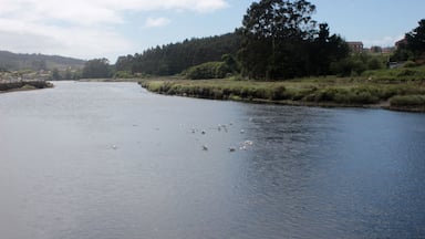 Un río con gaviotas, bordeado por árboles y un edificio a lo lejos.
