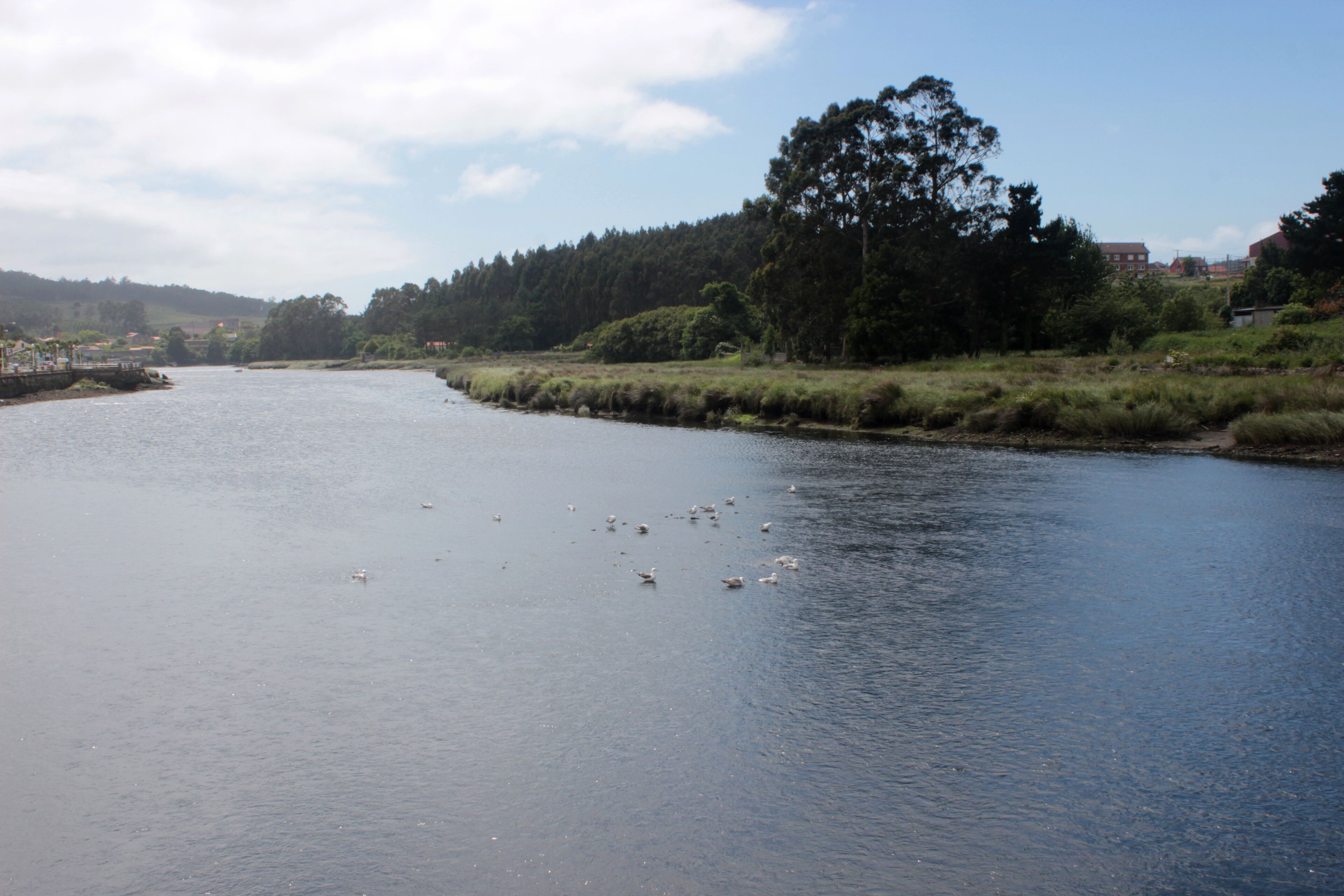 A river with seagulls, surrounded by trees and a distant building.