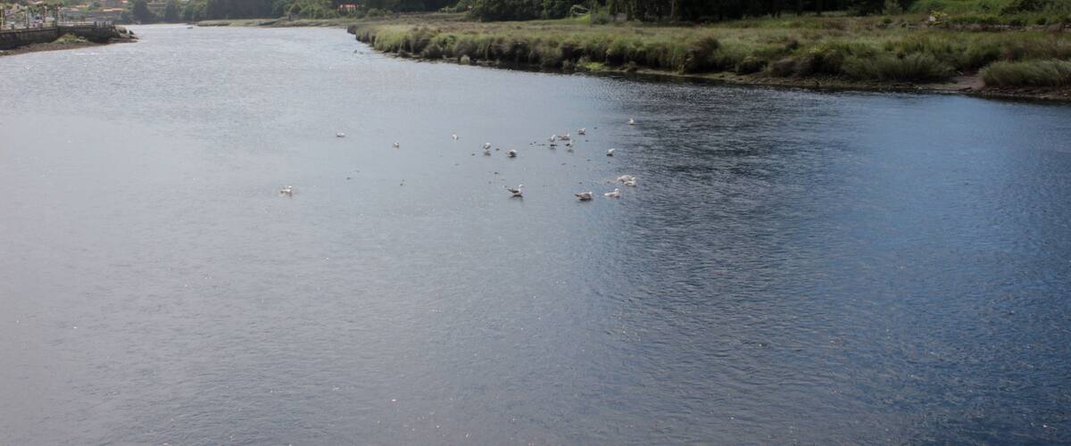 A river with seagulls, surrounded by trees and a distant building.
