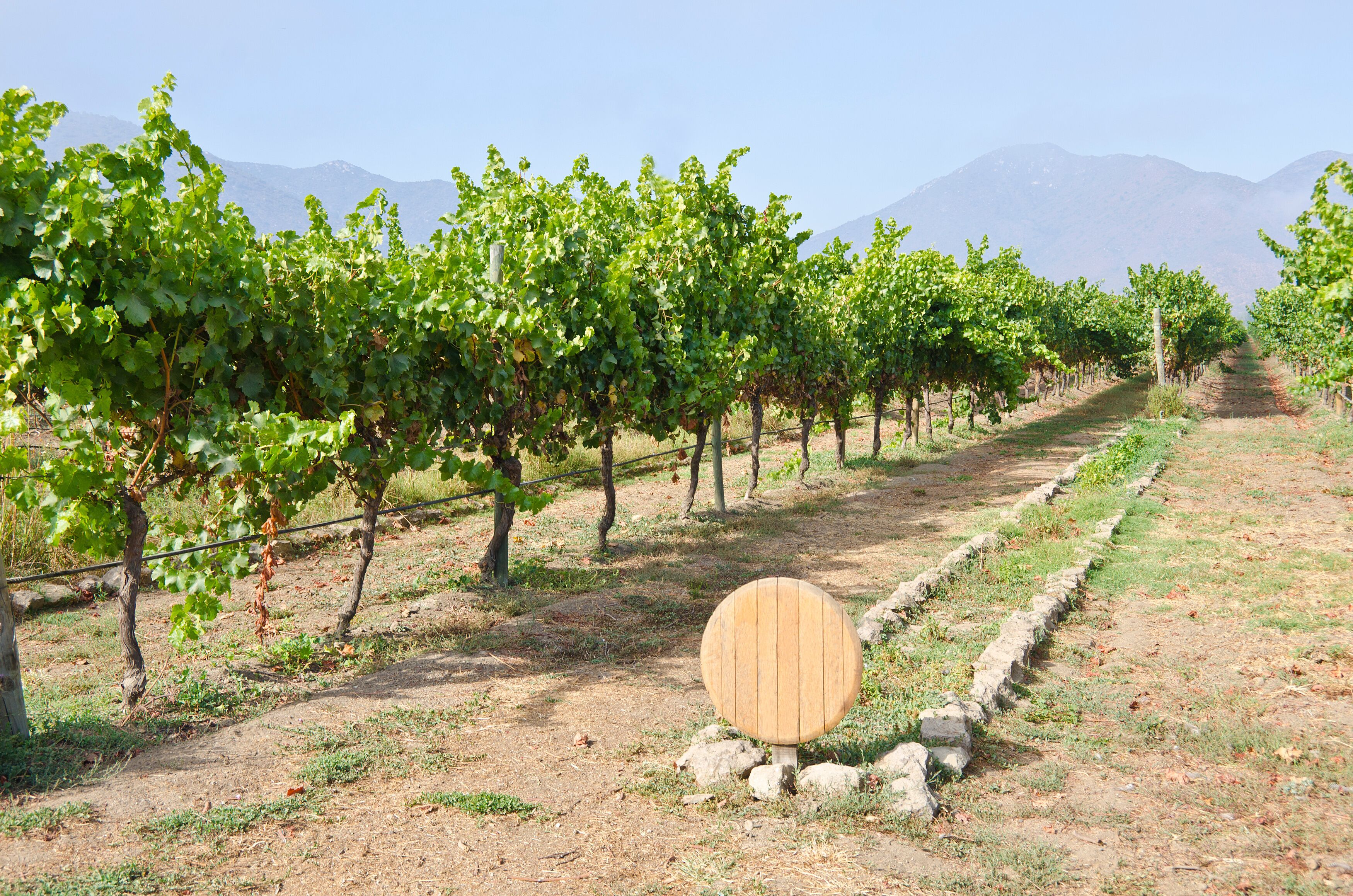 Vineyard in Casablanca Valley Chile