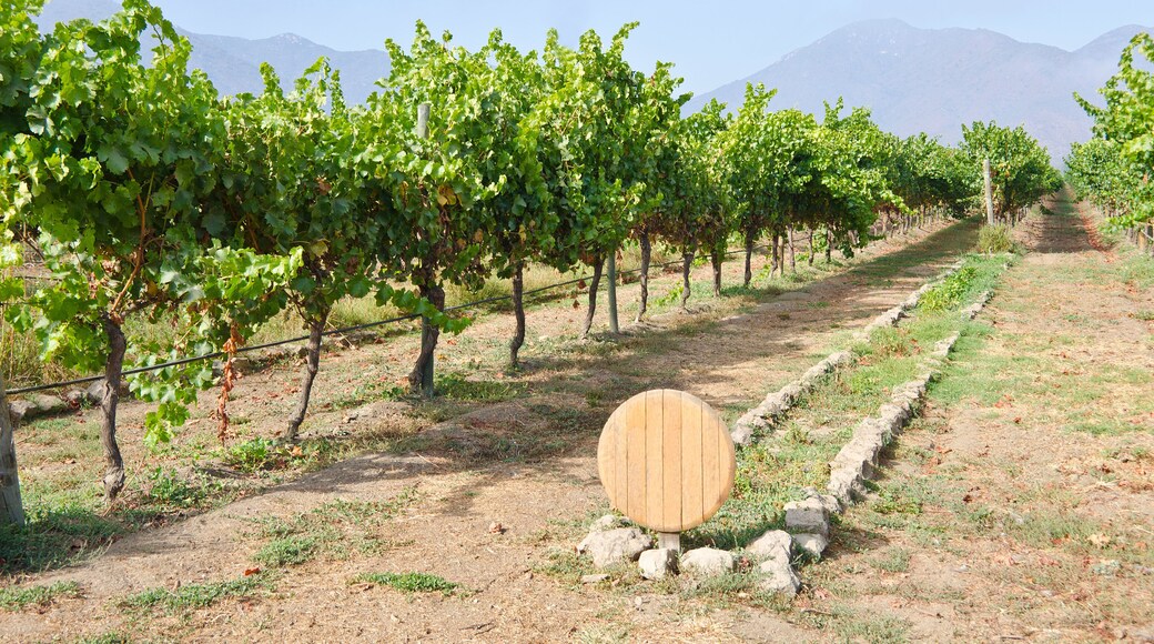 Vineyard in Casablanca Valley Chile