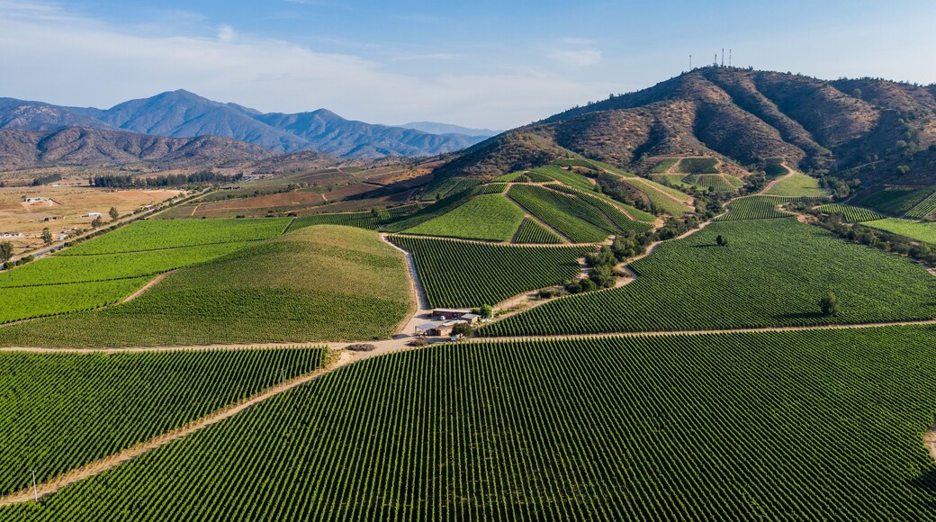 Aerial view of vineyard at Casablanca, Chile