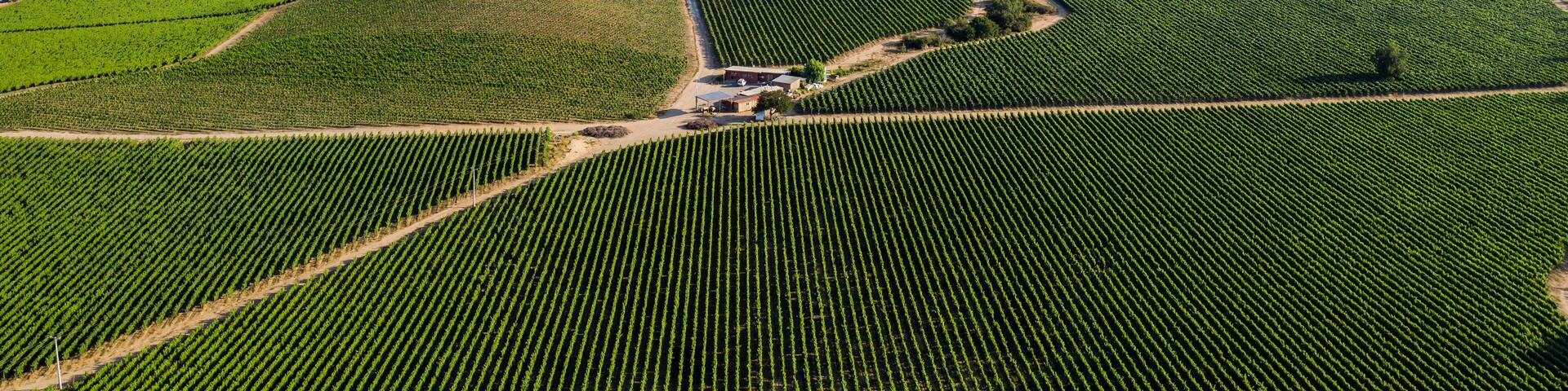 A vineyard with rows of grapevines and a mountain in the background.