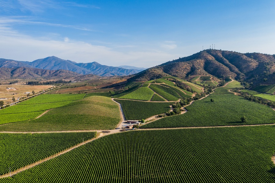 Ein Weinberg mit Rebenreihen und einem Berg im Hintergrund.