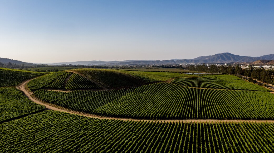 Aerial view of wineyards at Casablanca, Chile